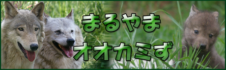 円山動物園 シンリンオオカミ 赤ちゃん