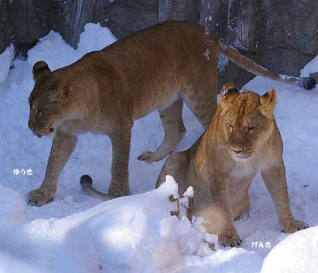 円山動物園 ライオン