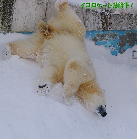 円山動物園 ホッキョクグマ イコロ