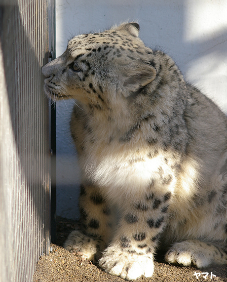 円山動物園 ユキヒョウ リーベ  ヤマト ユッコ