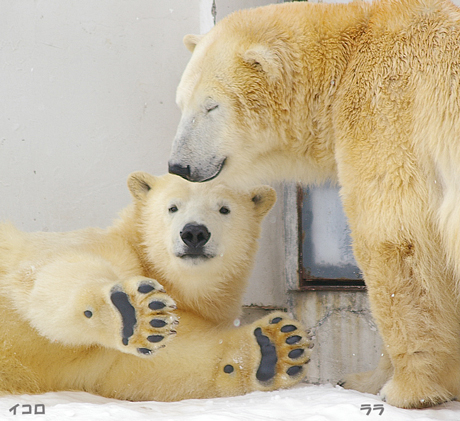 円山動物園 ホッキョクグマ イコロ ララ