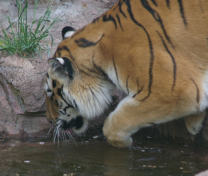 水飲みjpg