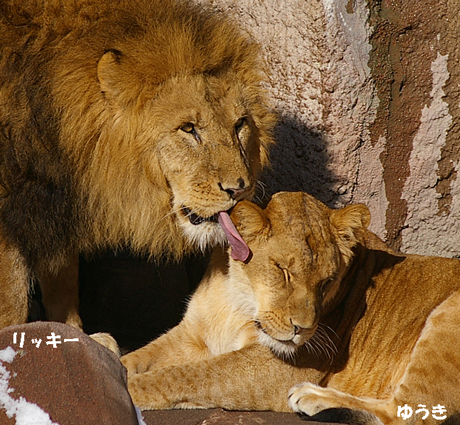 ライオン リッキー ゆうき