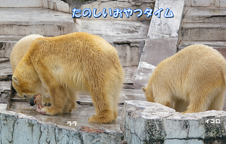 円山動物園 ホッキョクグマ イコロ キロル ララ