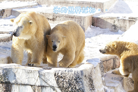 円山動物園 ホッキョクグマ イコロ　キロル　