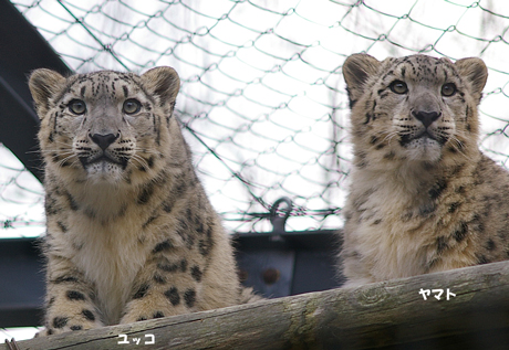 円山動物園 ユキヒョウ ユッコ ヤマト