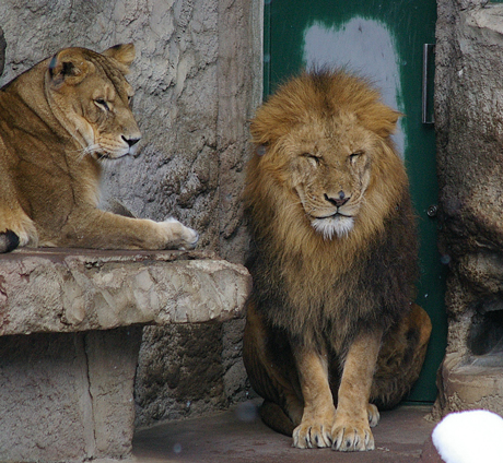 円山動物園 ライオン リッキー