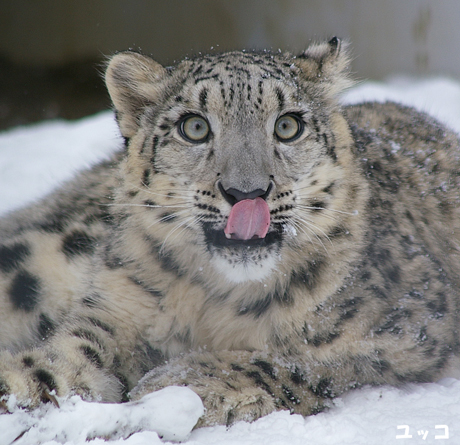 円山動物園 ユキヒョウ ユッコ ヤマト