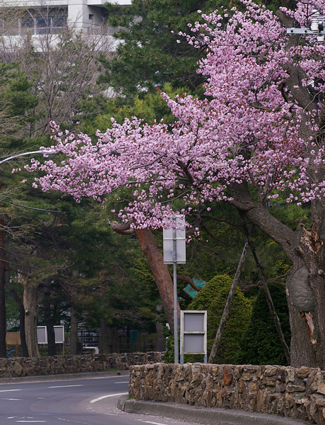 道路