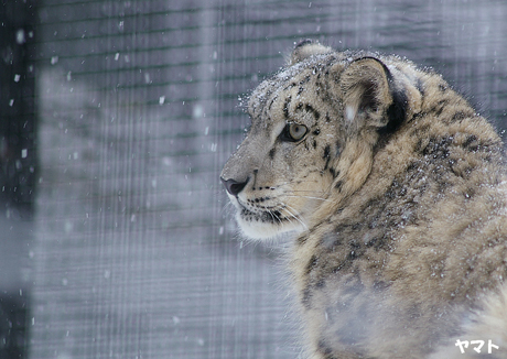 円山動物園 ユキヒョウ ヤマト