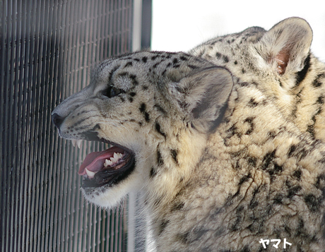 円山動物園 ユキヒョウ  ヤマト ユッコ