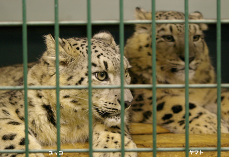 円山動物園 ユキヒョウ ユッコ ヤマト