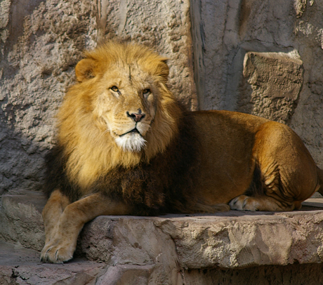 円山動物園 ライオン