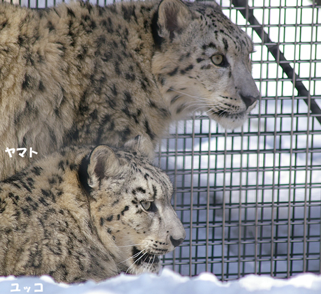 ヤマトとユッコ