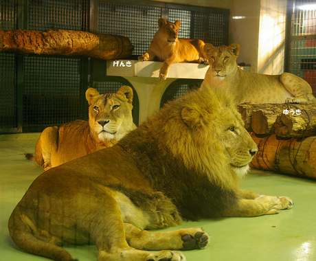 円山動物園 ライオン