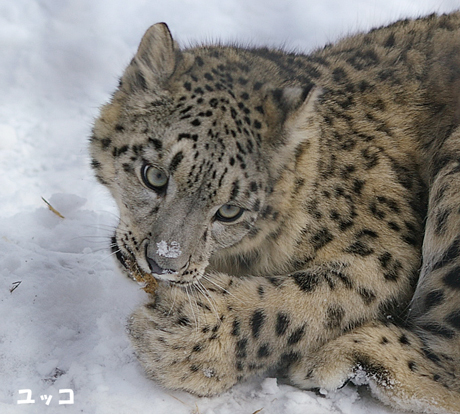 円山動物園 ユキヒョウ ユッコ