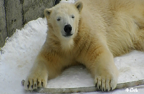 円山動物園 ホッキョクグマ キロル