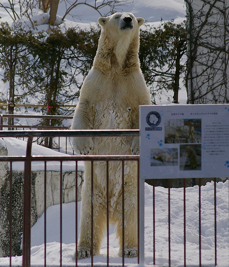 ララ