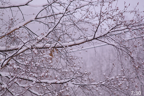 雪