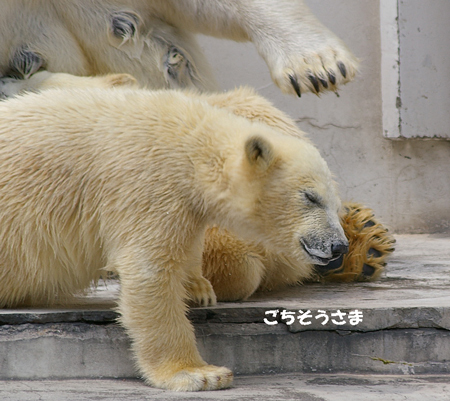 5ごちそうさま