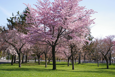 公園内