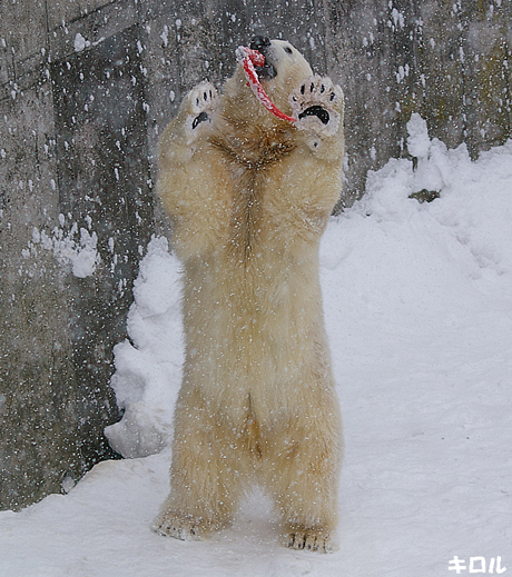 吹雪