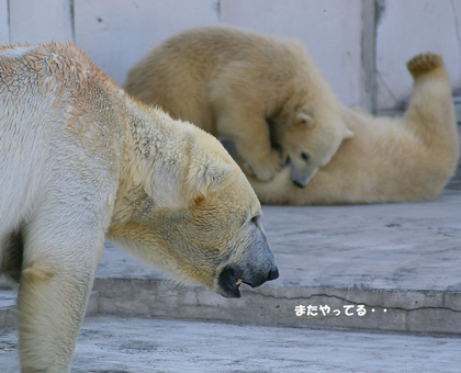 やってる