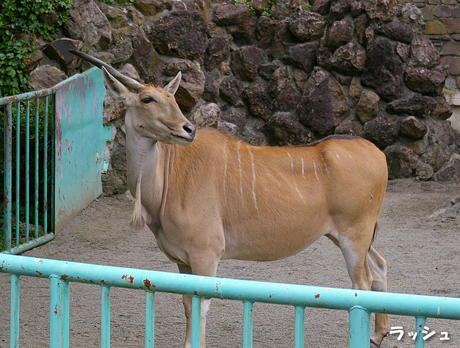 ラッシュ