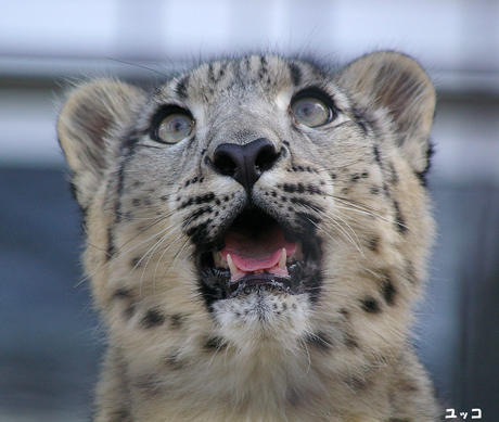 円山動物園 ユキヒョウ ユッコ ヤマト