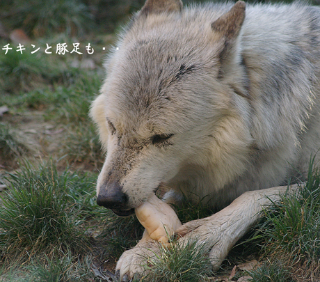 チキン