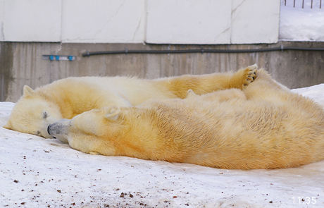 円山動物園 ホッキョクグマ イコロ キロル