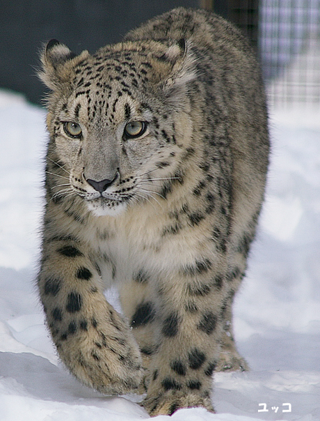 円山動物園-ユッコ