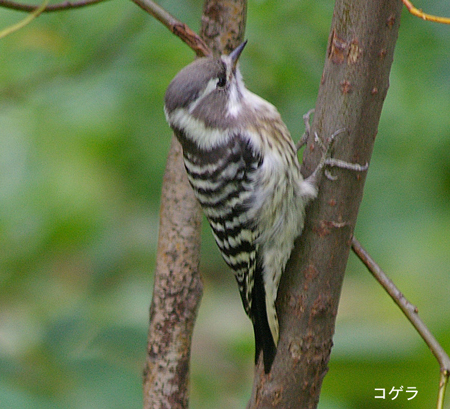 コゲラ
