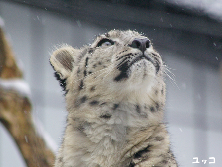 円山動物園 ユキヒョウ ユッコ ヤマト