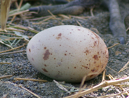 タンチョウの卵