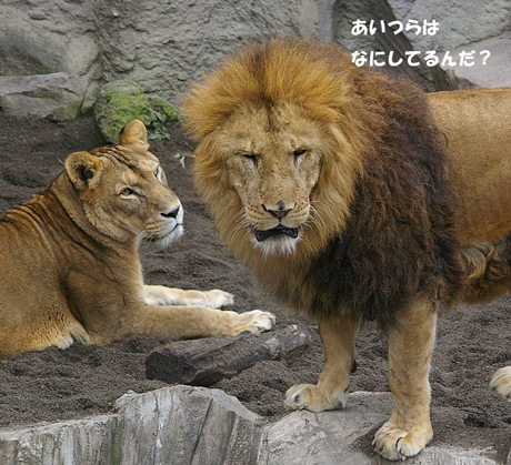 円山動物園　ライオン