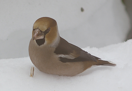 雪の上