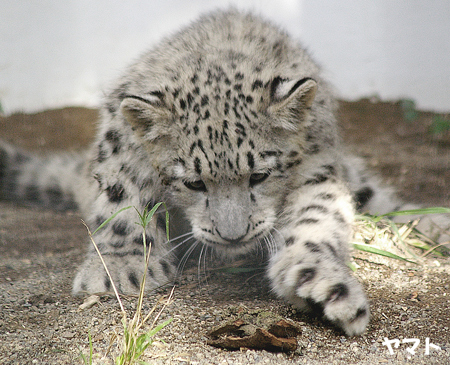 円山動物園　ユキヒョウ