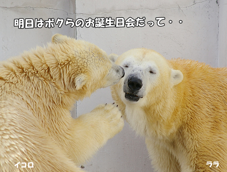 円山動物園 ホッキョクグマ ララ イコロ