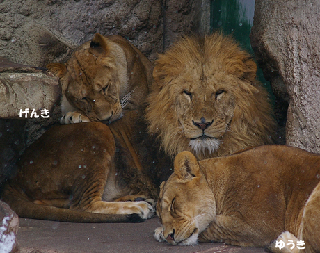 円山動物園 ライオン