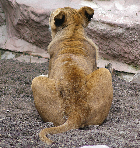 ティモン