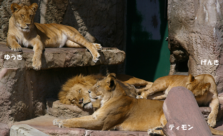 円山動物園 ライオン