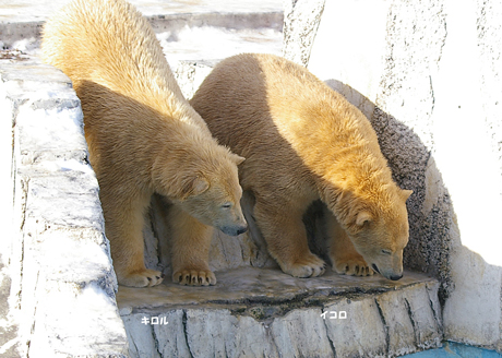 円山動物園 イコロ キロル