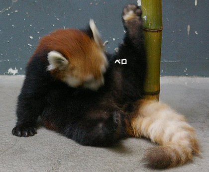 ペロ