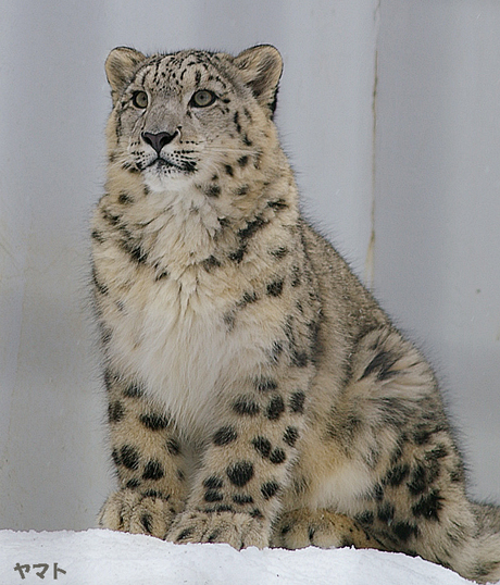 円山動物園 ユキヒョウ ヤマト