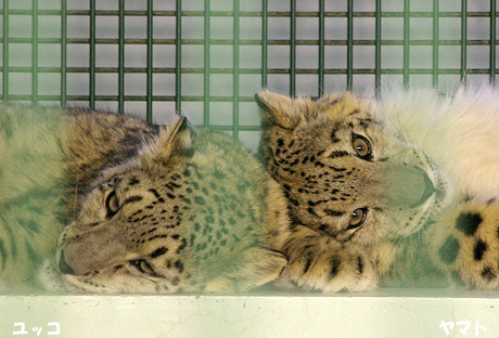 円山動物園 ユキヒョウ ヤマト ユッコ