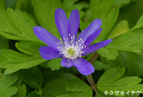 キクザキ青