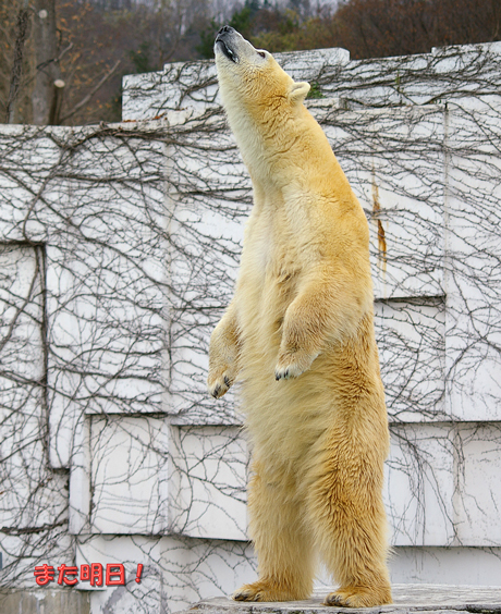 ララ