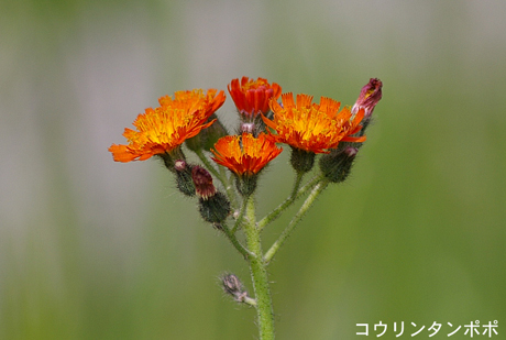 コウリンタンポポ