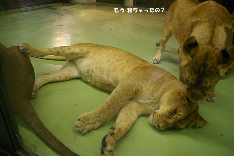 寝ちゃった